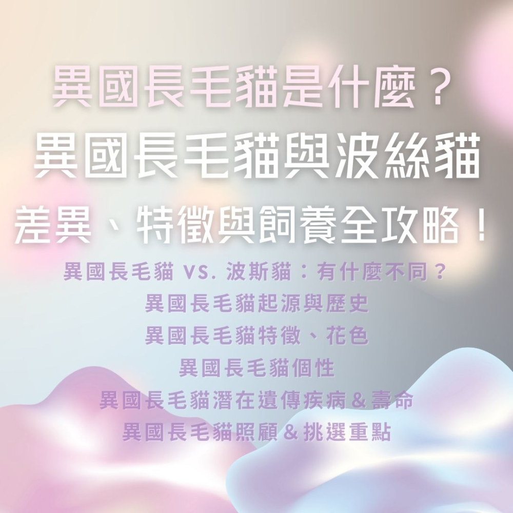 異國長毛貓是什麼？與波斯貓的差異、特徵與飼養全攻略！