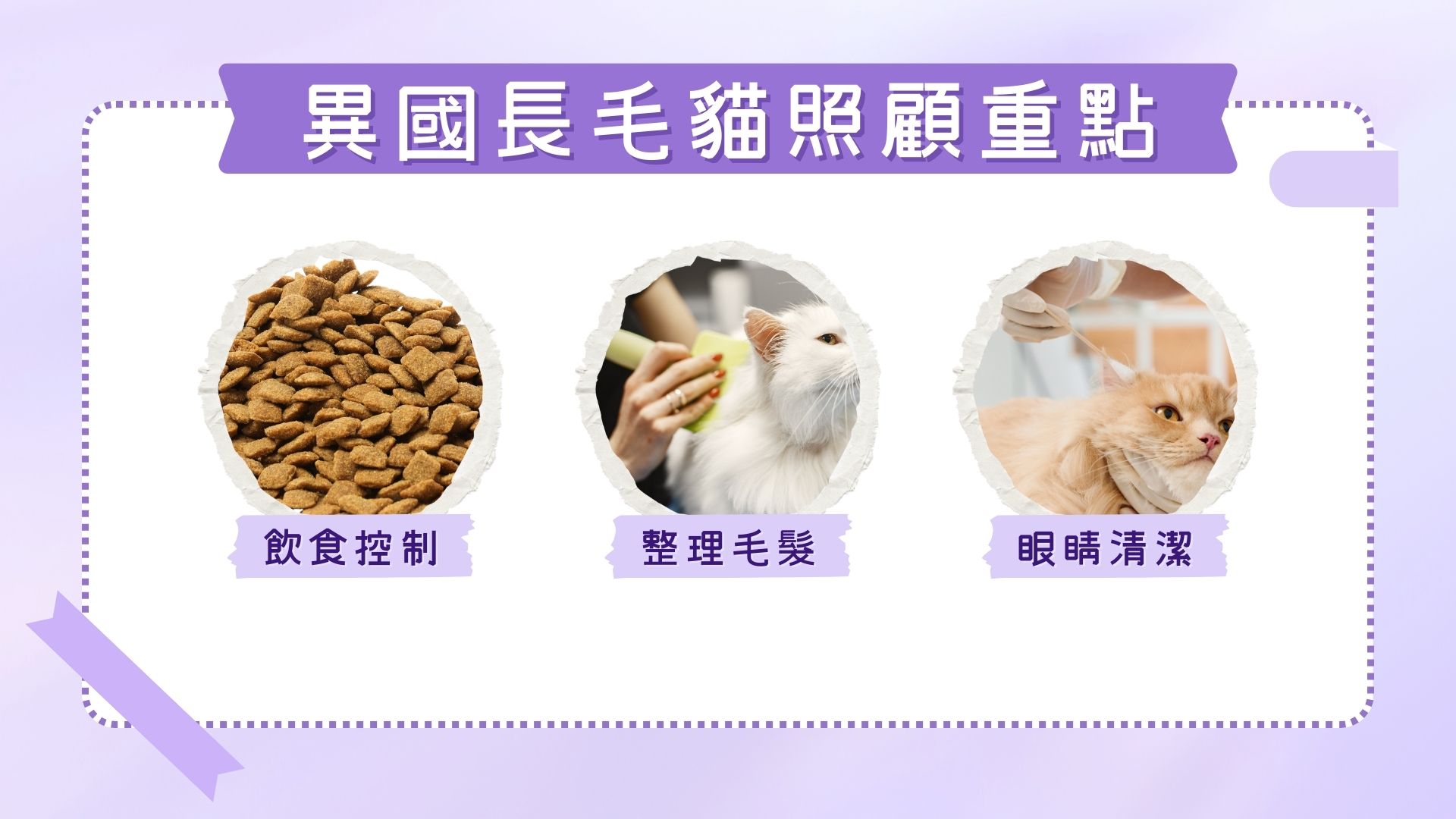 異國長毛貓照顧重點