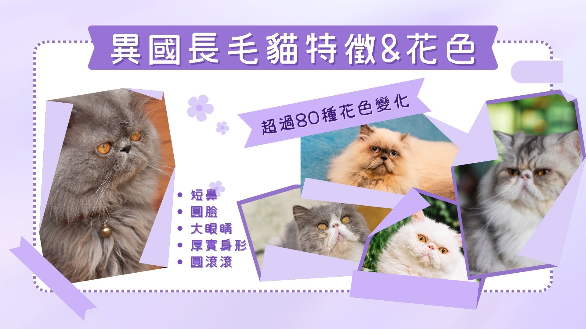 異國長毛貓特徵、花色