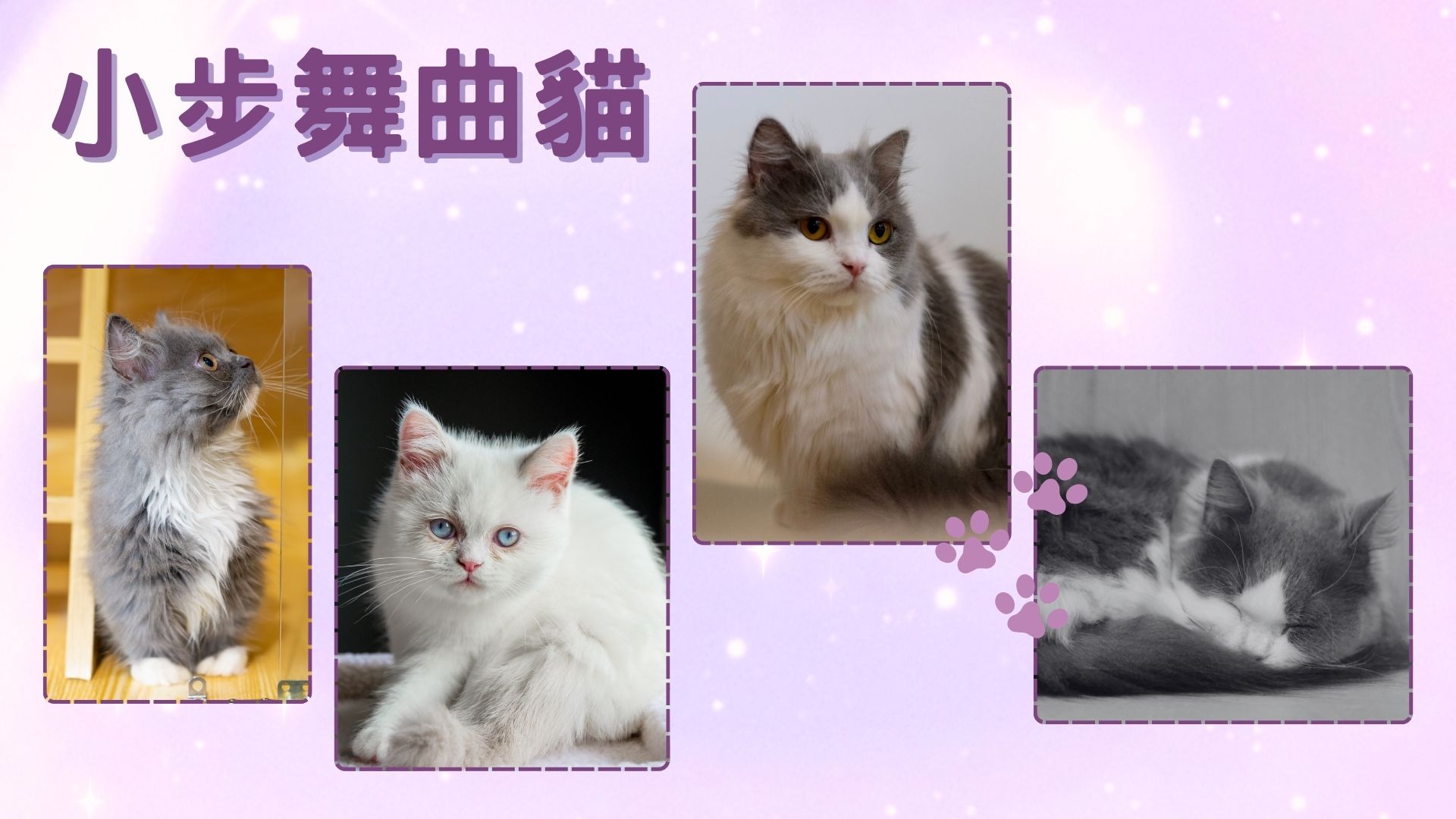 小步舞曲貓