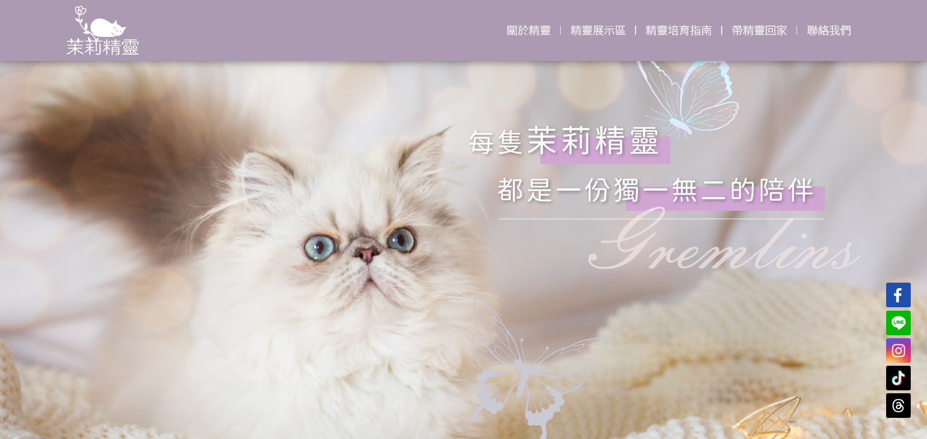 台中貓舍茉莉精靈