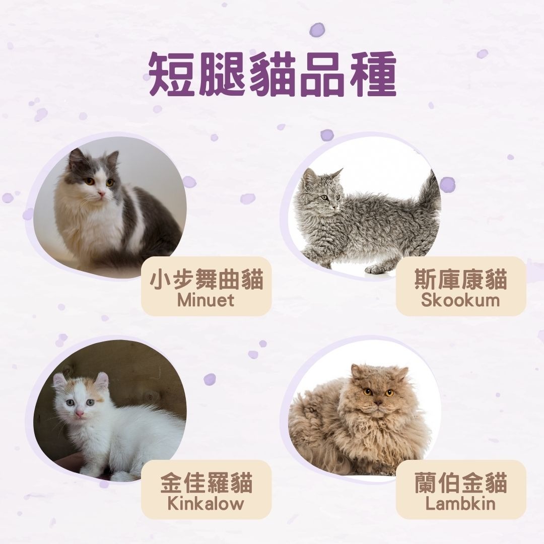 短腿貓品種
