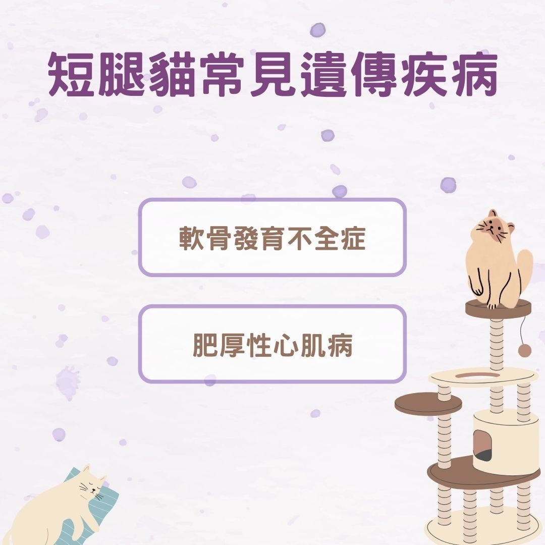 短腿貓遺傳疾病