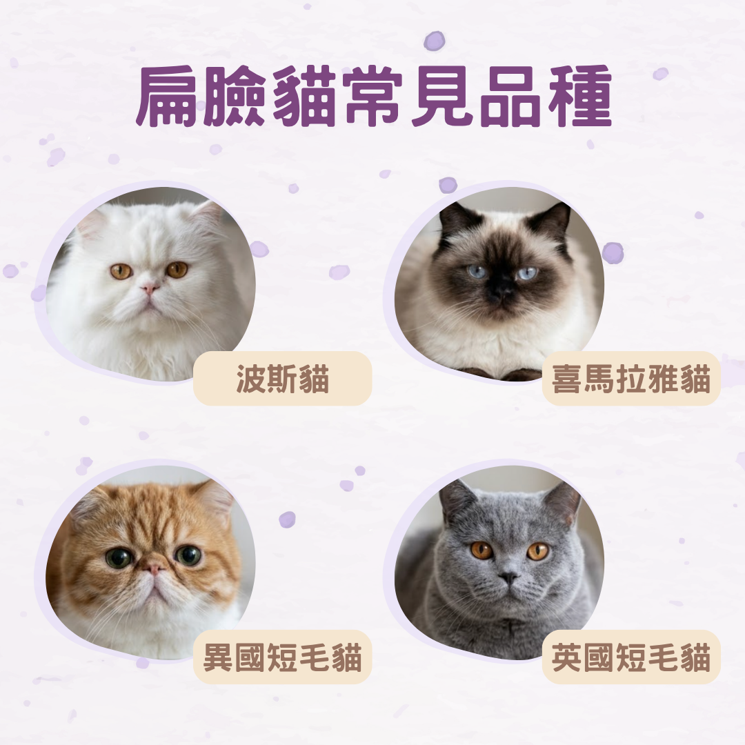 扁臉貓有哪些常見品種