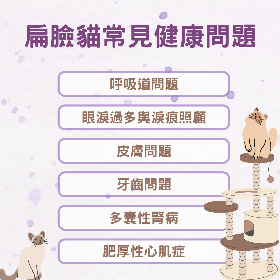 扁臉貓常見健康問題