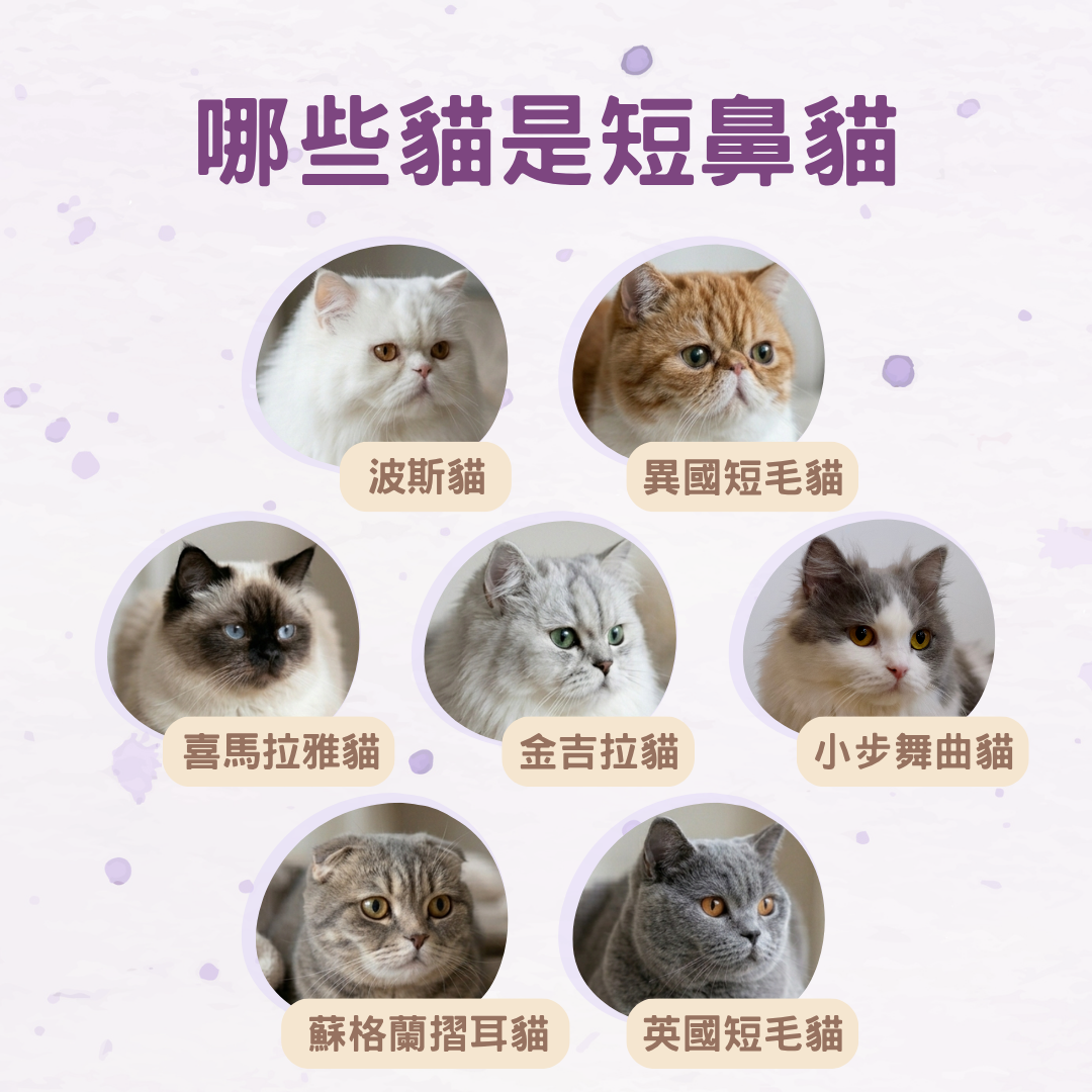 短鼻貓是什麼