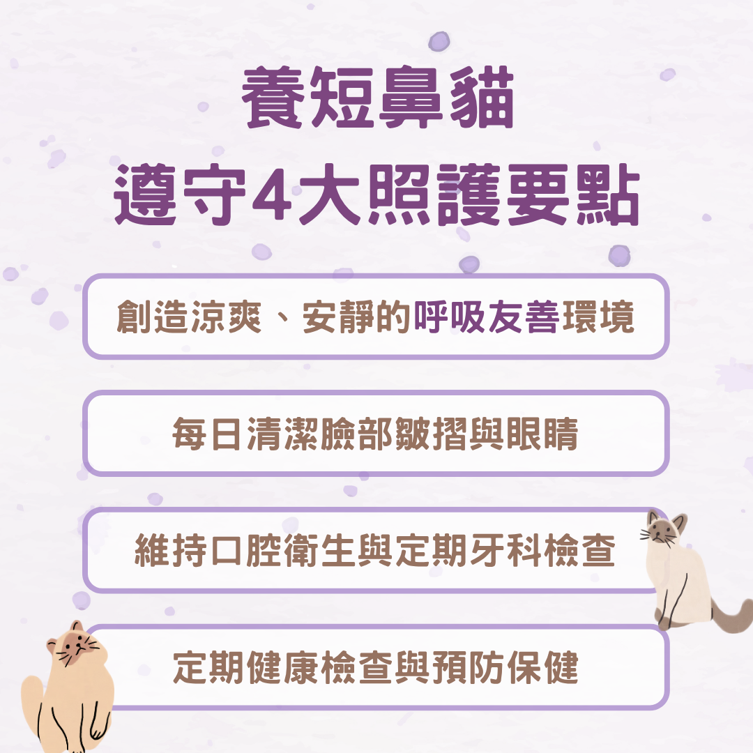 照顧短鼻貓的方法
