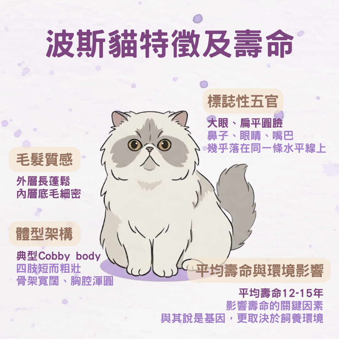 波斯貓特徵