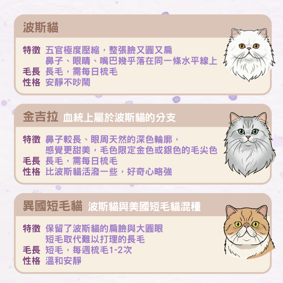 波斯貓品種差異