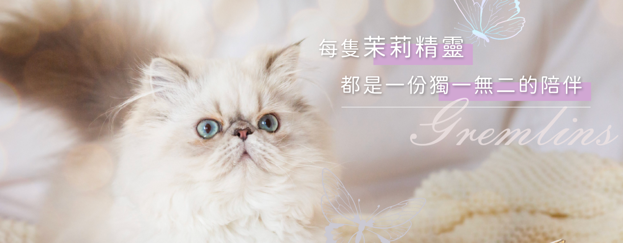 貓咪照顧專家茉莉精靈貓舍