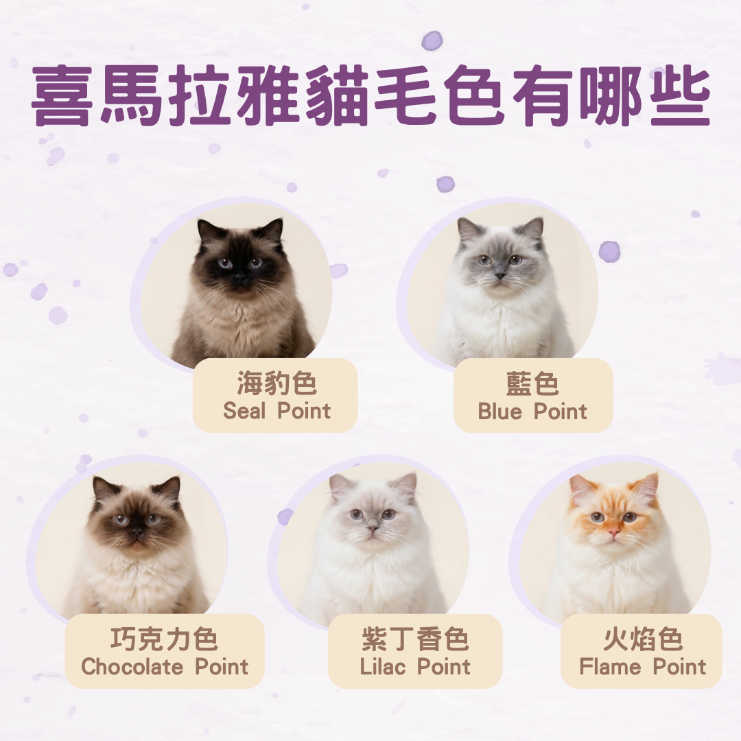 喜馬拉雅貓毛色