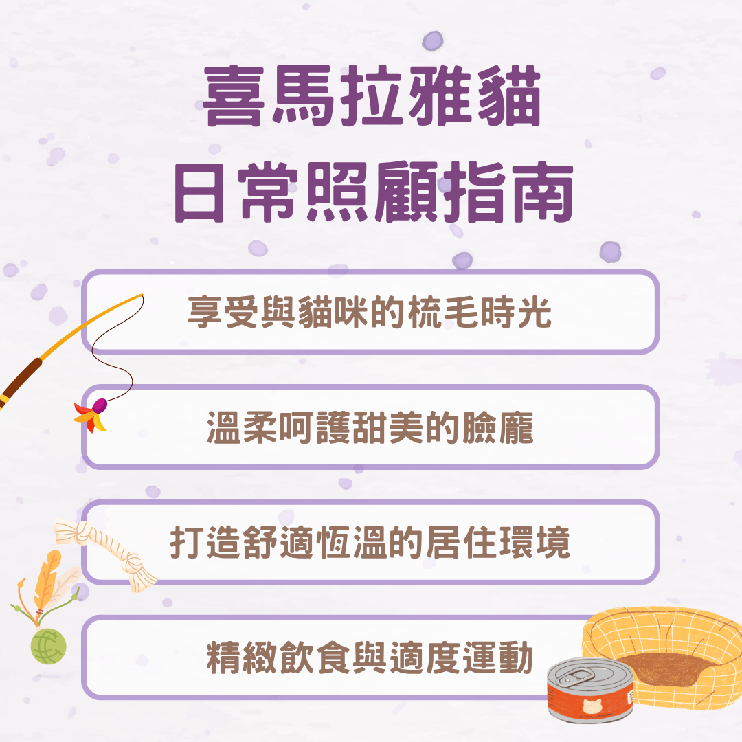 喜馬拉雅貓日常照顧指南