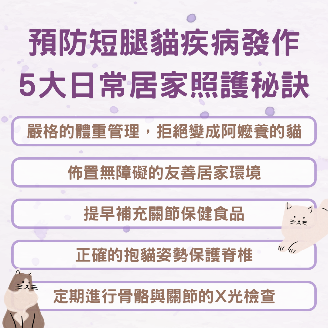 預防短腿貓疾病