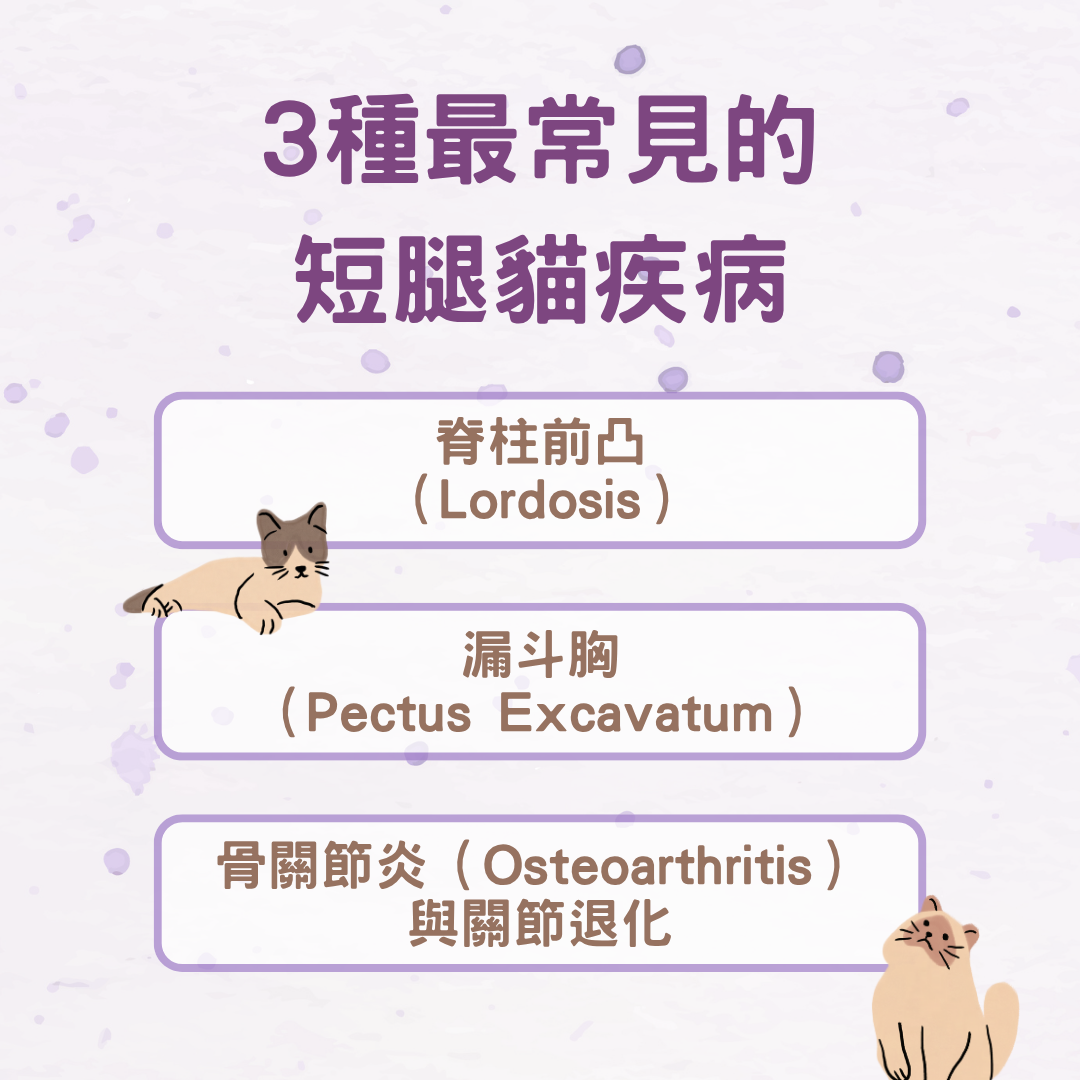 常見的短腿貓疾病