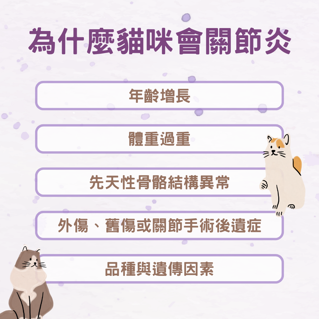 為什麼貓咪會關節炎