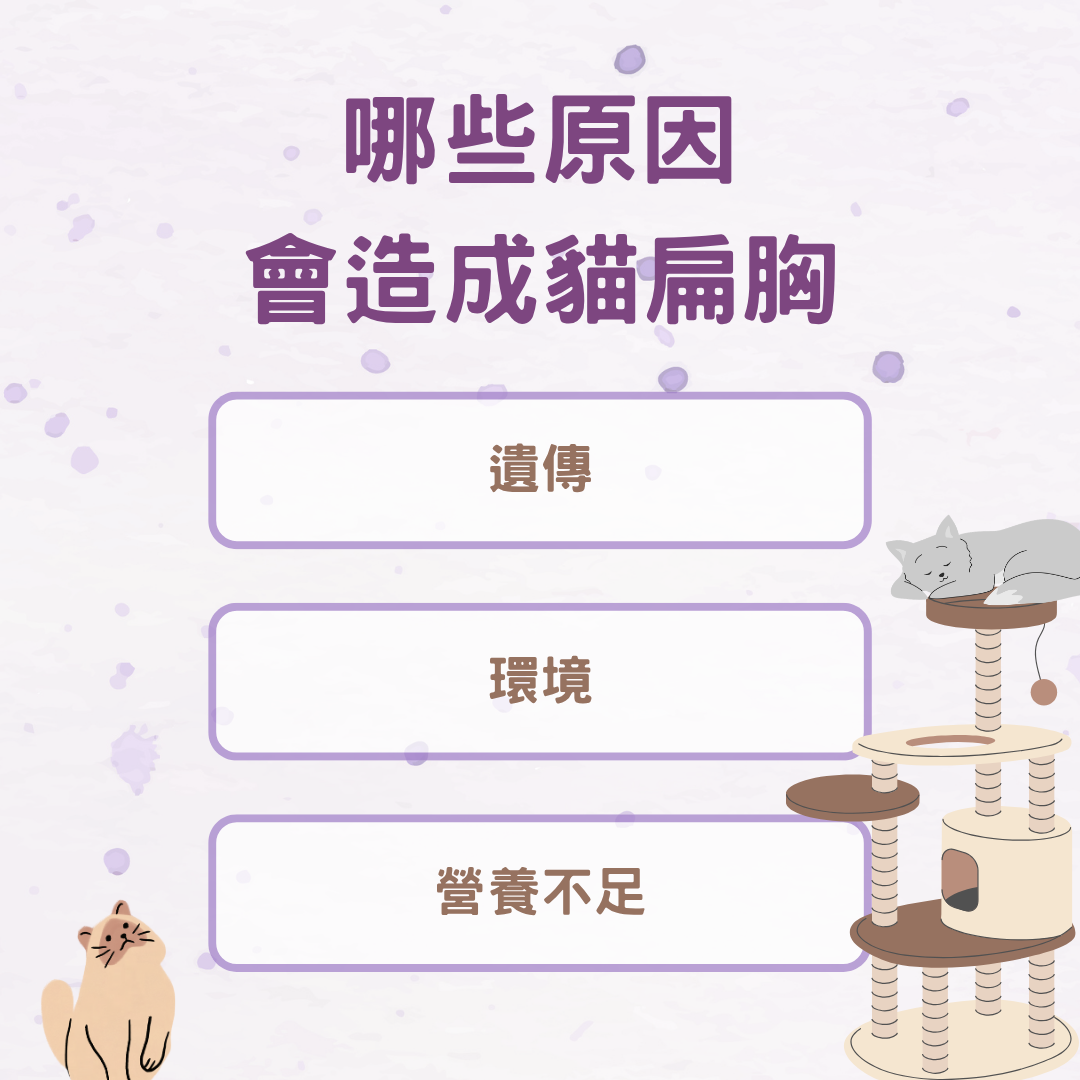哪些原因會造成貓扁胸