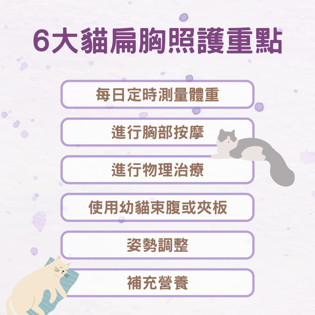 貓扁胸照護重點