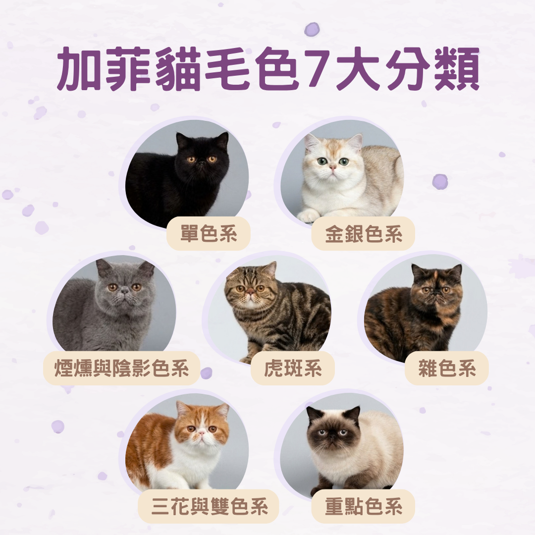 加菲貓毛色有哪些