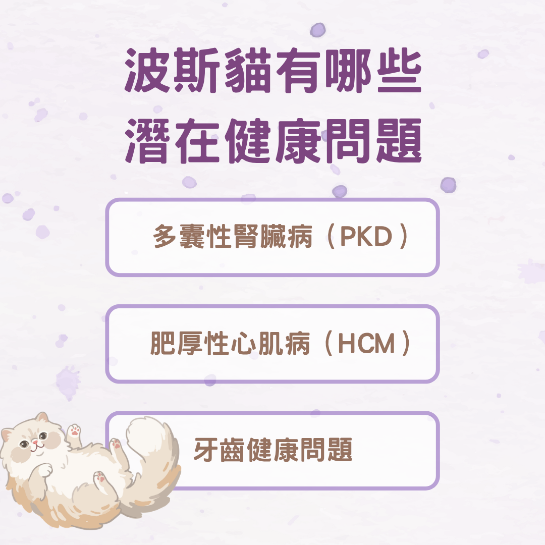波斯貓有哪些潛在健康問題