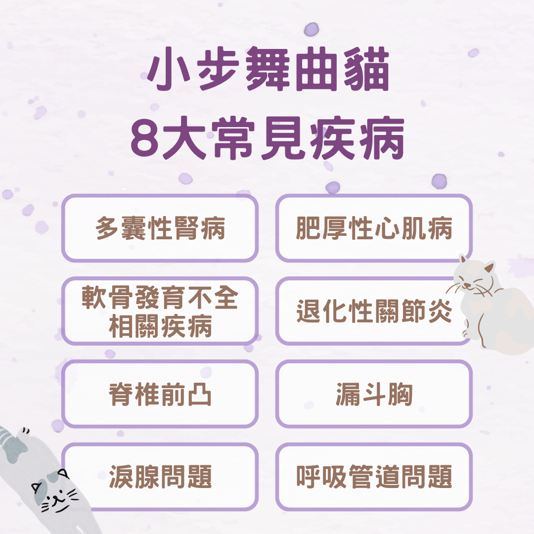 小步舞曲貓缺陷有哪些