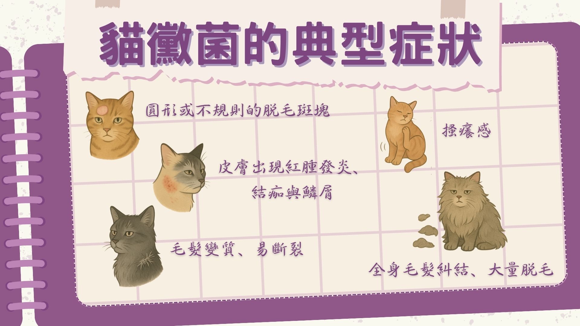 貓黴菌症狀