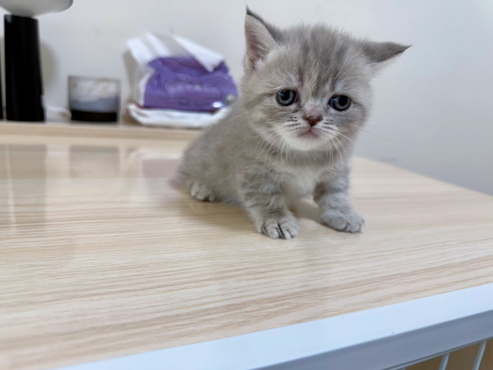 紫丁香重點曼赤肯妹妹(已有家)