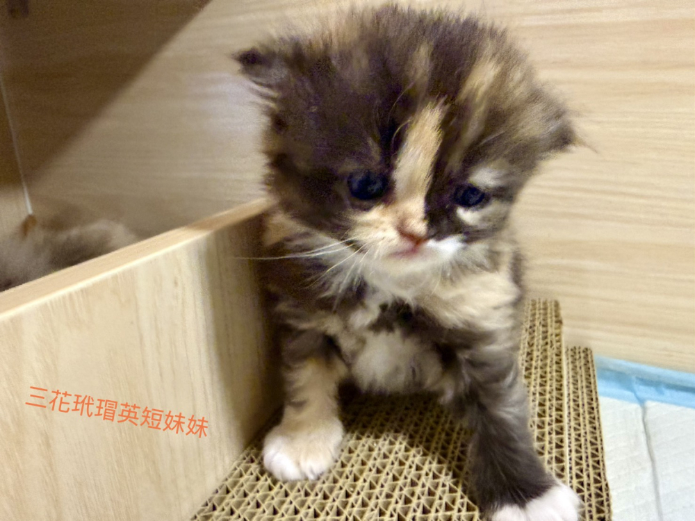 三花玳瑁英國長毛貓妹妹