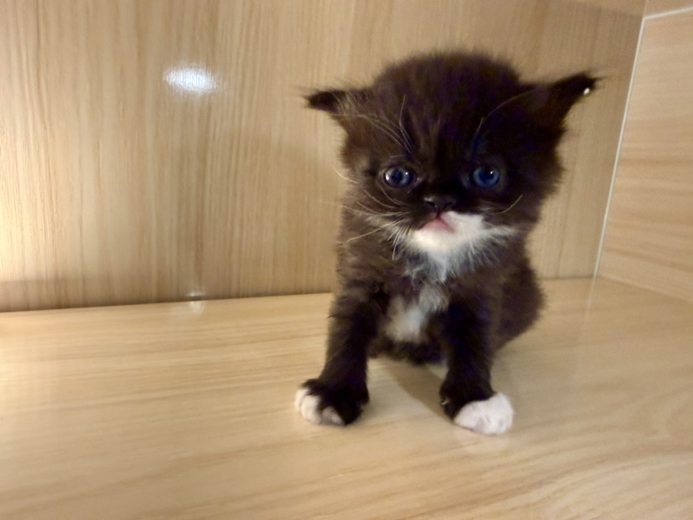 白襪英國短毛貓妹妹